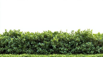 Vibrant green bushes are precisely shaped and maintained, providing a beautiful border against a clean white background, emphasizing their lush texture