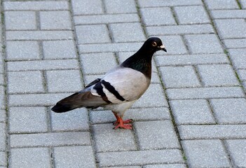 Portrait of a pigeon standing on the sidewalk.