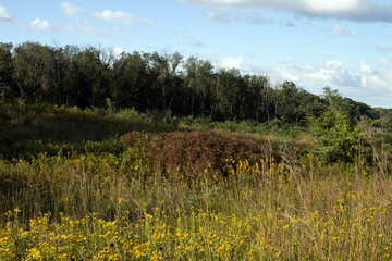Native grasses and wildflowers in autumn at Moraine Hills State Park in McHenry County, Illinois