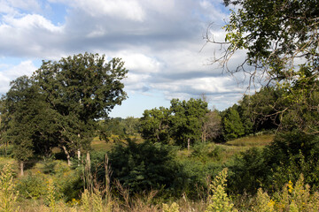 Obraz premium Rare marsh or fen, native prairie grasses, and trees in autumn at Moraine Hills State Park in McHenry County, Illinois