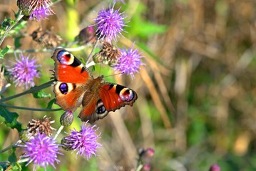 Motyl. Rusałka Pawik © grzegorz