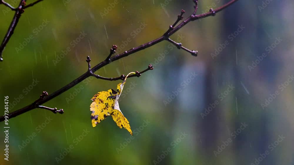 Canvas Prints the first week of autumn in windsor in upstate ny and the leaves have changed and are falling during