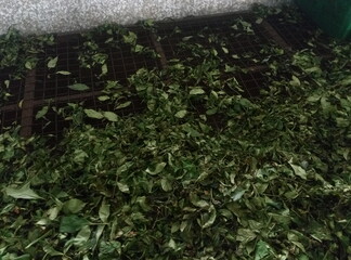 Real Ceylon tea at a factory in Sri Lanka in Ceylon