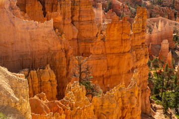 Hoodoos are tall, slender rock spires that stand like sentinels in Bryce Canyon Amphitheater