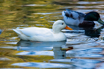 Spiegelung einer weißen Ente auf dem Wasser
