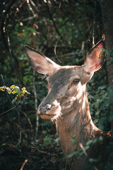 Close-Up of an Ibex in the forest with Sunlight Streaming Through Leaves