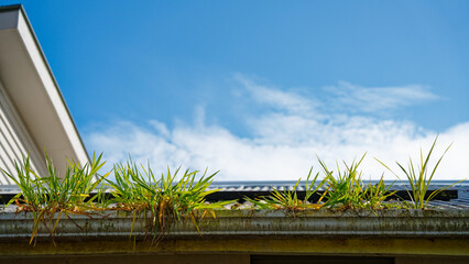 grass growing in a gutter or spouting. Maintenance overdue before the rains.