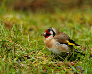 A goldfinch on the ground eating grass seeds