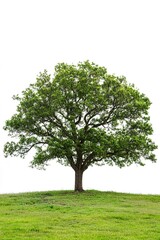 Fototapeta premium One oak tree isolated on white background. 