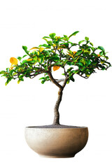 Peaceful Indoor Oasis with Bonsai Tree and Floral Arrangement