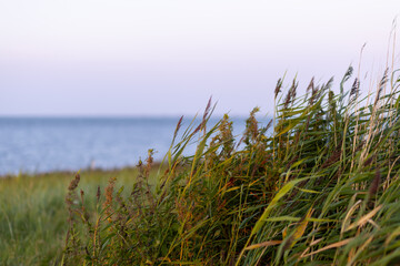 Coastal grass sways gently in the breeze during a tranquil sunset by the water's edge