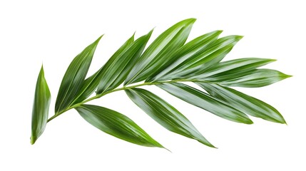 Fototapeta premium Green leaves of palm tree isolated on white background with clipping path. 