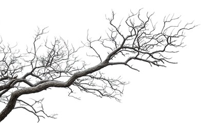 dry tree branches isolated white background 