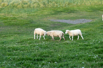 Fototapeta premium Three sheep grazing and interacting in a green pasture during late afternoon light