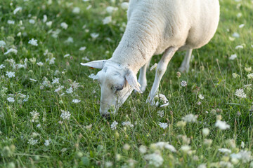 Fototapeta premium A sheep grazing peacefully among wildflowers in a lush green meadow during the late afternoon sunlight
