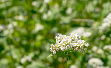 白くてかわいい蕎麦の花