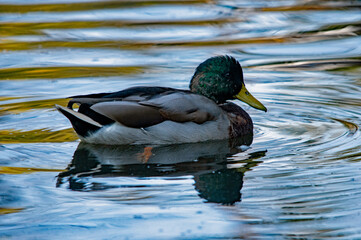 Eine Ente auf dem Wasser