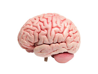 Human brain with intricate structure and details, isolated on a white background. transparent background.