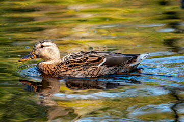 Eine weibliche Stockente schwimmt an einem sonnigen Tag in einem Teich