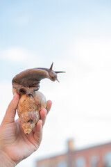 Girl holding a large snail against a blue sky. Vertical photo. 