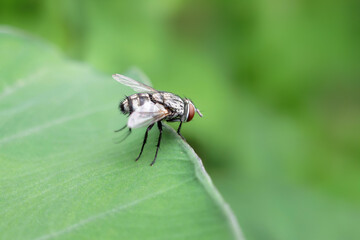 Fly