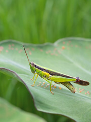 grasshopper on a leaf