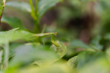 Mantis on green leaves