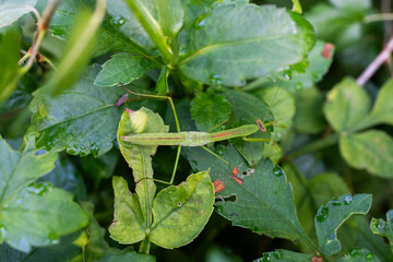 Mantis on green leaves
