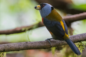 blue and yellow bird, Andes, Colombia, Colômbia, El Descanso, El Queremal, Semnornis ramphastinus, Semnornithidae, Aves, Capitão Tucano, Toucan Barbets, Birdwatching, Pássaro, Pássaros, Bird, Birds, b