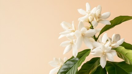 Beautiful Coffee Flowers in Full Bloom on Neutral Background