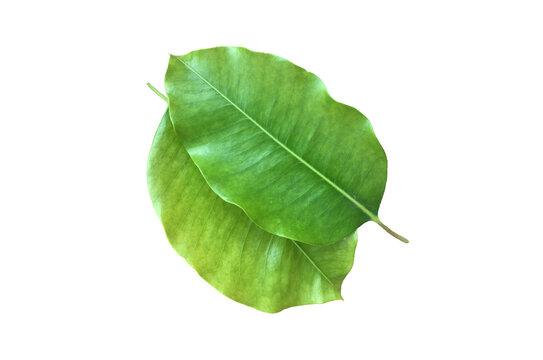 Mimusops elengi, Asian bulletwood, bullet wood, bukal, tanjong tree, medlar or Spanish cherry isolated on white background with clipping paths.
