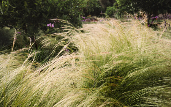 Long wispy ornamental grasses blowing in the breeze in the sunshine, (Stipa tenuissima) pony tails or angel hair grass closeup natural nature background, summer, Marrakech, Morocco
