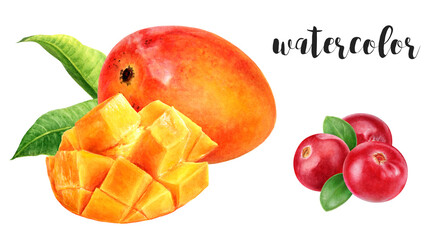 Hand-Painted Watercolor Mango and Cranberries Botanical Illustration