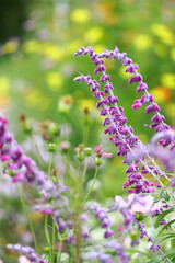 秋の花　アメジストセージ