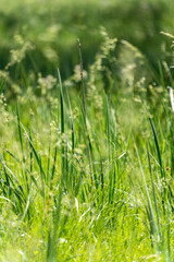 grass in the morning