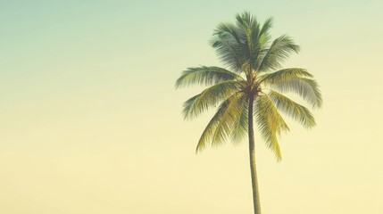 a tropical coconut tree, minimal