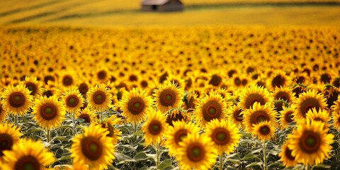 A golden sunflower field in full bloom, with a rustic farmhouse barely visible on the horizon