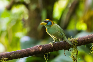 eubucco versicolor, barbet versicolor, Blue-cowled, Capitão-variegado, versicolored, eubucco, eubuco, birdwatching, pássaro, pássaros, aves, bird, ature, animal, wildlife, green, colorful, color