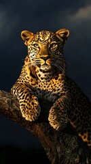 Mesmerizing light enhances the majestic presence of Panther pardus image