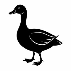 duck isolated on white