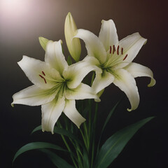 Fototapeta premium Beautiful white lilies with delicate petals and green leaves against dark background