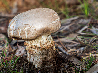 Large Field Mushroom Growing On Forest Floor