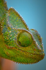 Chameleon in the Wild of Salalah, Oman