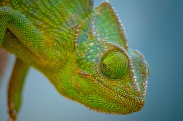Chameleon in the Wild of Salalah, Oman