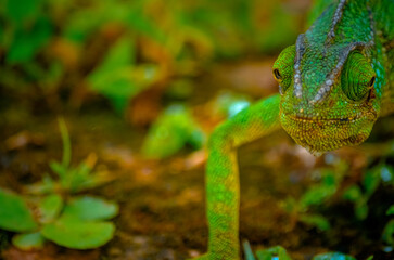 Chameleon in the Wild of Salalah, Oman