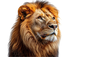 Obraz premium Majestic Lion with Flowing Mane