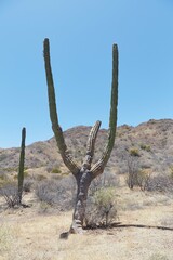 Baja California's Desert Oasis of Mulege