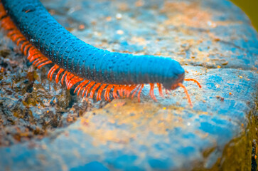 Millipede in its Natural Habitat, Salalah, Dhofar Mountains
