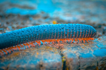 Millipede in its Natural Habitat, Salalah, Dhofar Mountains