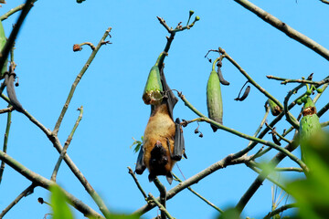 Time to eat bat food